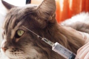 Покусав людей: у селі на Волині від сказу здох кіт