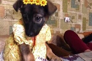 У Луцьку шукають вірного друга для цуценятка-модненятка (Фото)