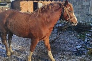 На Горохівщині відшукали вкраденого... коня
