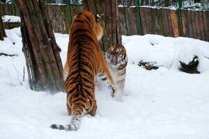 Рівненські тигри влаштували прогулянку кучугурами