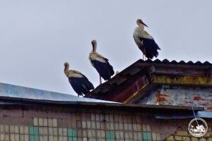 Вперше за 20 років: до Чорнобиля прилетіли білі лелеки