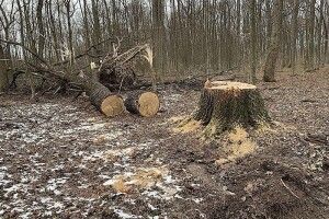 На Волині активізувалися лісокради