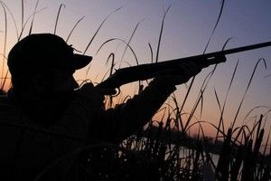 На Волині чоловік захистив від браконьєрів пораненого лебедя