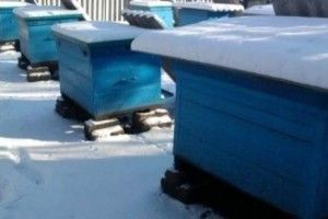 Бджолярі стурбовані наслідками затяжної зими