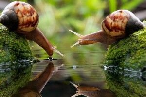 В Україні за 5 років створено 200 равликових ферм