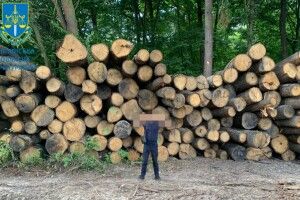 Волинські прокурори  передали в управління АРМА арештовану деревину вартістю понад 21 мільйон гривень (Фото)