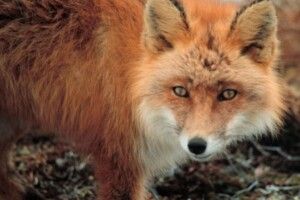 Лисиці дошкуляють, сіроманці трапляються: ситуація з нападами диких тварин у громадах Волині