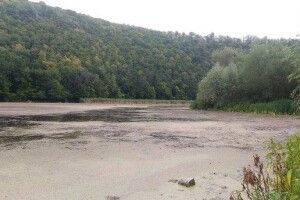 Пенсіонерка з Прикарпаття пролежала два тижні у болоті і вижила