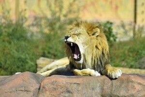 Звірі в Луцькому зоопарку лягатимуть спати на годину раніше