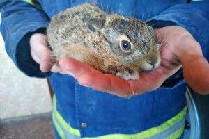 Бійці ДСНС врятували зайченя, атаковане на кладовищі червоним півнем (Фото)