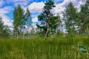 Понад 100 гектарів лісових боліт Полісся отримали особливий статус