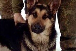  Вівчарка Діна вже два роки несе службу у зоні АТО разом з господарем