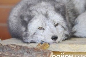 У Луцькому зоопарку прихистили «неформатних» песців