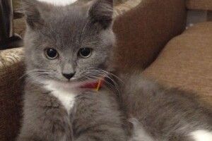 Рівняни флешмоблять фотками домашніх улюбленців з хештегом #яневірус (фото)