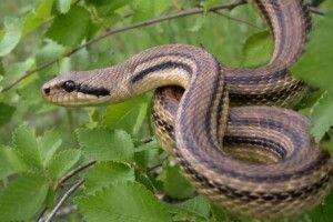 Двох дітей госпіталізували після укусу змії