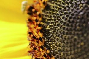 У Рівненській області побудували перший олійний завод