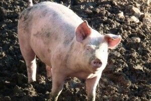 На Рівненщині пильно стежать за пересуванням свиней та свинини
