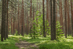Волинянин прикував чоловіка до сосни і змусив переказати йому гроші