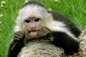 Відвідувачі намагалися «накурити» мавп-капуцинів у Луцькому зоопарку