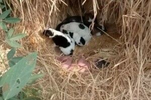 «Це диво»: покинуту новонароджену дитину врятував послід цуценят, які зігрівали малюка всю ніч у полі 
