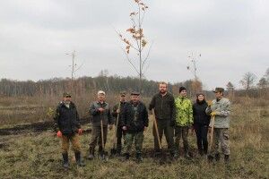 У Цуманській пущі додалося 300 дубів