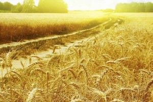 Волинь: виробництво продукції рослинництва збільшено у півтора рази