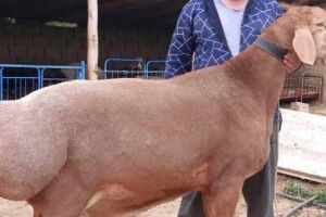 Вівцю купили за 12 тисяч доларів