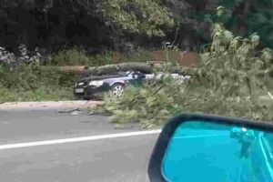 Дерево впало на дах авто і перекрило трасу: на Волині ліквідовували наслідки негоди 