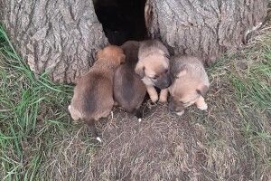 Шукають господарів для вісьмох цуценят, які живуть в дуплі (Фото)