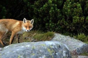 Молодики знущалися з лисеняти і знімали це на камеру (Відео 18+)