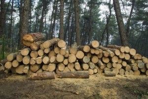 ДФС проведе масштабні перевірки експортерів лісу