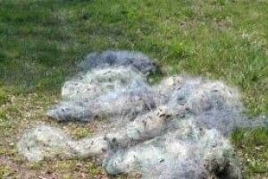 Рибалка здав браконьєра з півкілометровою сіткою