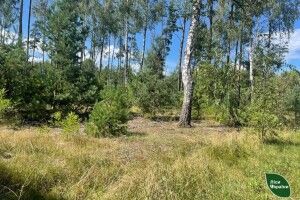 Лісівники Волині спільно з громадами працюють над збільшенням площі лісів краю