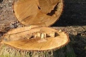 На Ківерцівщині у лісових браконьєрів конфіскували бензопилу