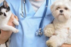На Волині здійснюють безкоштовну вакцинацію чотирилапих улюбленців