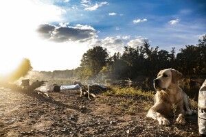 Що взяти із собою в осінній похід із собакою: гід із підготовки