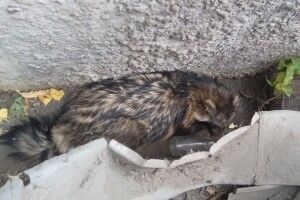 Бійці ДСНС відбили у псів єнотовидного собаку (фото)