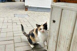 Лучан просять прихистити кицьку Василину з Варшавського ринку (Фото)