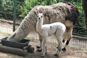 У Рівному в родині лам народилося дитинчатко-ламенятко (Фото)