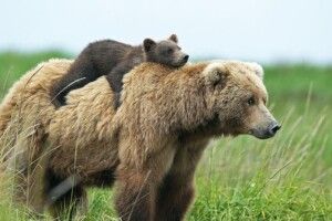 Погода на п'ятницю, 24 квітня: вночi та вранцi на поверхнi ґрунту заморозки, а ось вдень буде до +20°    