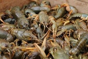 Біля «Варшавки» у Луцьку злапали дядька з двома кілограмами раків