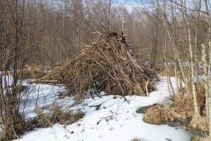 «Цуманська пуща» відкрила свої таємниці дослідникам (Фото)