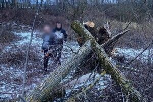На Західній Україні на 8-річну дівчинку впало дерево – вона загинула