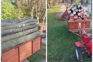 Лучани поскаржилися на зухвальця, який заготовляв дрова... у парку
