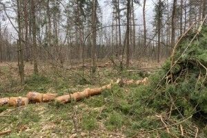 Поліцейські вилучили у волинян дві автівки, наповнені деревиною