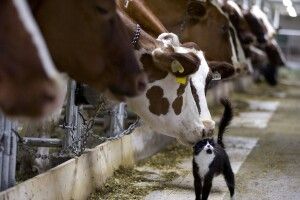 Нелегка таки це робота – тягнути корову з болота