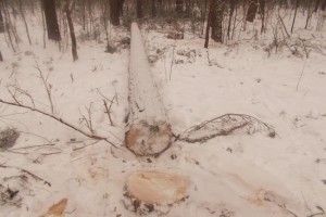 На Рівненщині злодій поранив лісівника