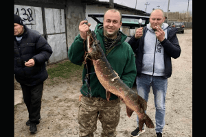 На Рівненщині упіймали величезну щуку: боролась з рибалкою до останнього 