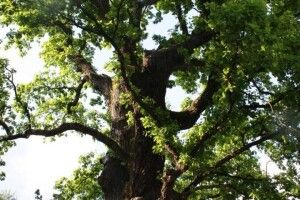 На Закарпатті росте найвище дерево України та Східної Європи (Фото)