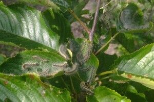 На Волині п'ятий рік триває карантин через американського білого метелика